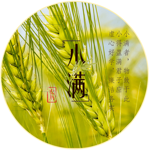 梅子金黄杏子肥 麦花雪白菜花稀