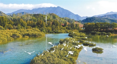 城市中有片红树林